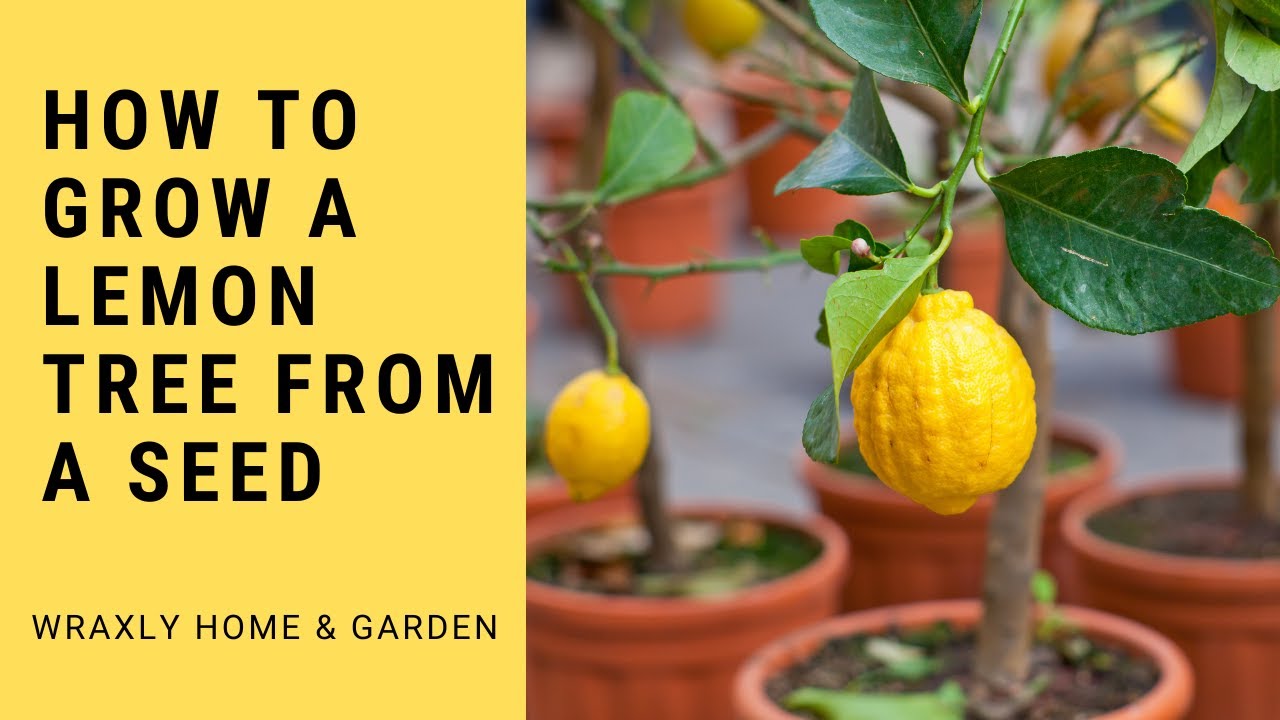 How to Grow a Lemon Tree from a Seed YouTube