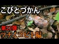 【こびとづかん】ツチノコビト見つけるまで帰れま10！！