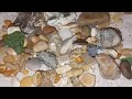 Oregon coast Agates. Lincoln city Oregon.