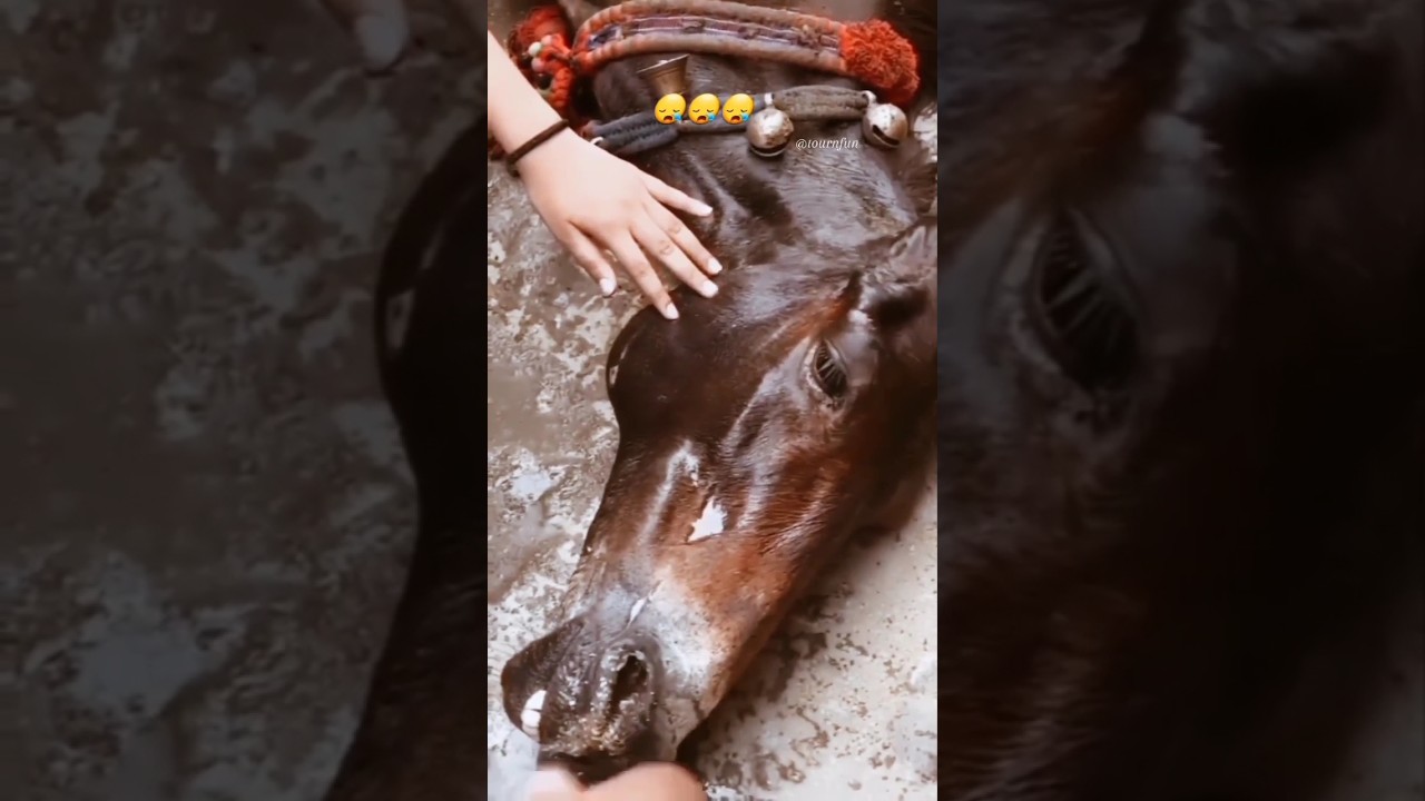 केदारनाथ में घोड़ों की हालत 😥 | kedarnath yatra darshan | #kedarnath #shorts #viral #trending #shiv