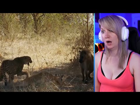 Merciless Hyenas Attacking And Eating Animals Alive Part 2 | Pets House