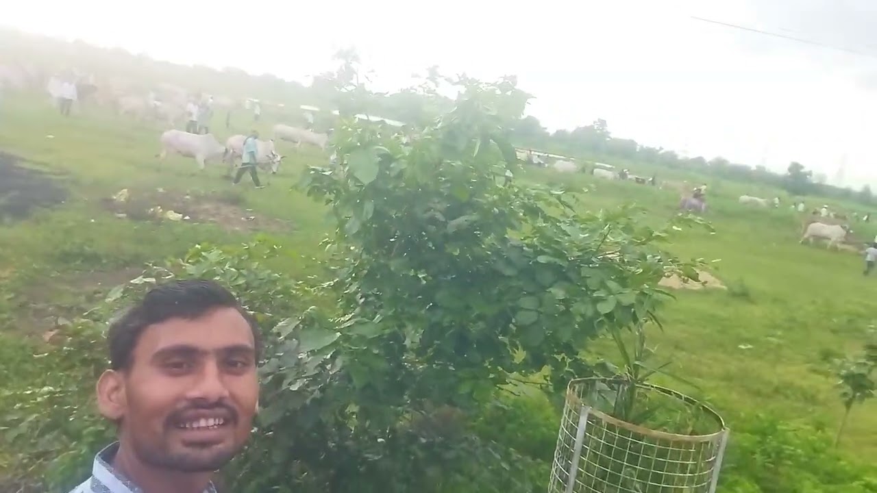 बैल पोळा इन आंबोली, चिमूर चंद्रपूर 442903