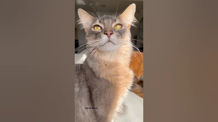 Video 7633391: somali cat breed, breed catlover, colour cat, meet breeds