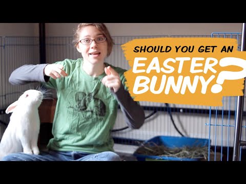 วีดีโอ: ทำไมกระต่ายทำให้สัตว์เลี้ยงที่น่ากลัวตลอดทั้งปี (ไม่ใช่แค่สำหรับอีสเตอร์)