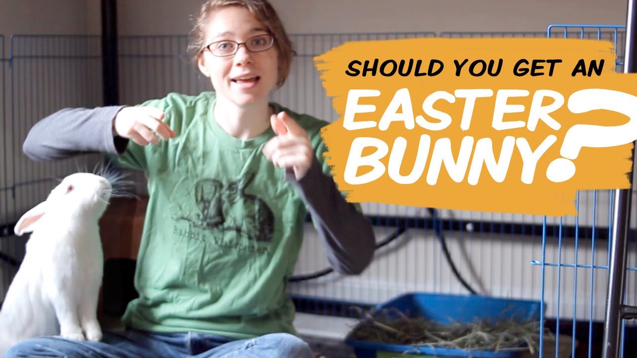 getting-a-rabbit-for-easter-watch-this-first-youtube