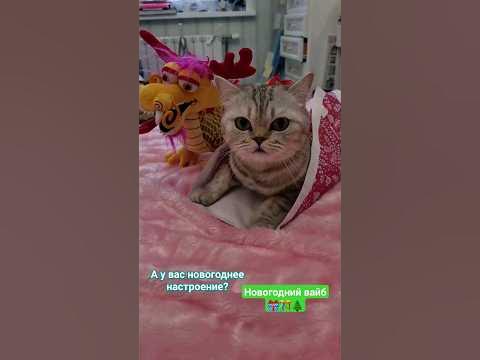 #новыйгод #вайб #котик #котёнок #кошка #животное #дракон #рек - YouTube