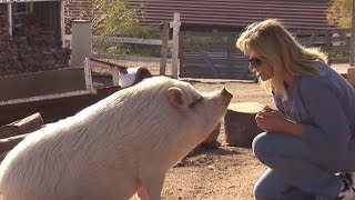One Woman On A Mission For Pigs