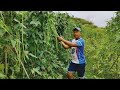 Diskarte para dumami ang Bunga ng ating mga Sitaw (String Beans Farming)