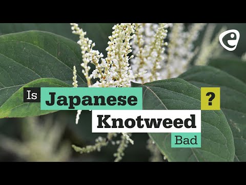 Βίντεο: Οι θεραπευτικές ιδιότητες του Knotweed πουλιού ή Knotweed