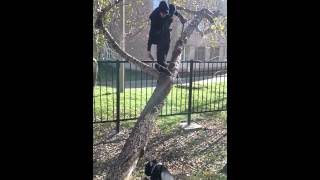 Staffbull Аджилити