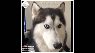 Cute  Pets | Pets And Animals | Pets Videos | Pets&Facts #shorts #Pets #Animal #Husky