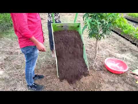 How to grow apple tree // सेब का पौधा कैसे लगाएं ! (8279737938 / 6396240346) @The Farmer Nursery