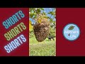 Bee swarming season 🐝