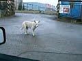 Dancing Dubstep Dog ORIGINAL VERSION