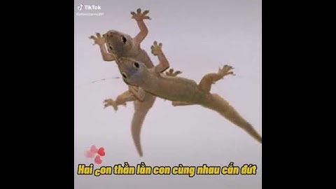 Bài hát con chim non