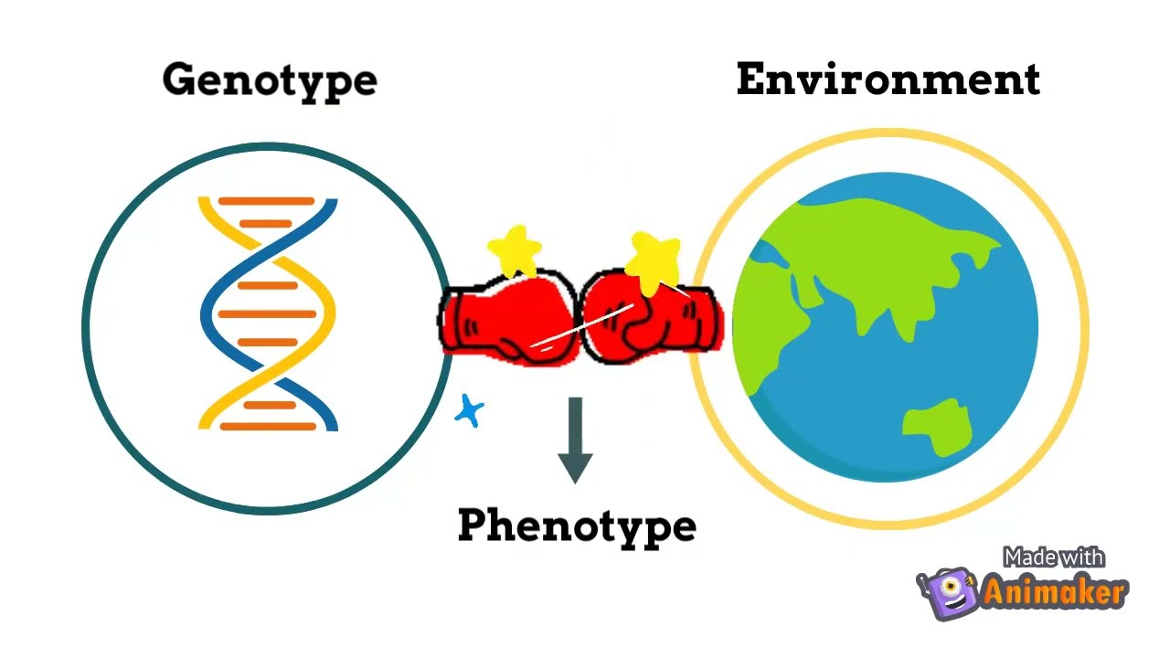Phenotype | Plant Breeding | 15 Sec | Animated Shorts
