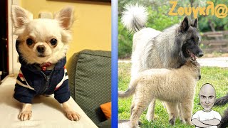 Τσιουάουα  Chihuahua ο Γενναίος και Βελγικός ποιμενικός Tervueren Τερβίρεν Β Μέρος!