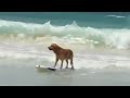 Dog shows off awesome surfing skills