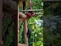 Why Orangutans Are Nature’s Problem Solvers
