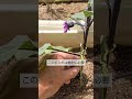 5/6【ナス】花　この花は切り取って苗を大きく育てる事をお勧めします