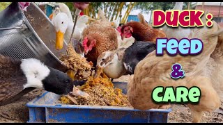 Duck Feed & Care Day 85| Local Duck Farm | Organic Duck Farm | Village Farm | Andhra Pradesh by Indian Agri Farm 270 views 2 years ago 7 minutes, 24 seconds