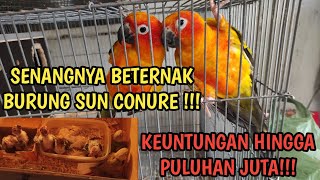 ternak sun conure rumahan,keuntungan hingga puluhan juta