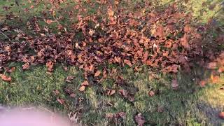 Blowing Leaves With The Ryobi Bp42 Backpack Blower