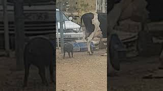 Cow And Pig Best Mates