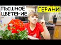 Чудо - Подкормка Йодным Раствором с Перекисью Водорода — Секреты КРАСИВОГО ЦВЕТЕНИЯ ГЕРАНИ.