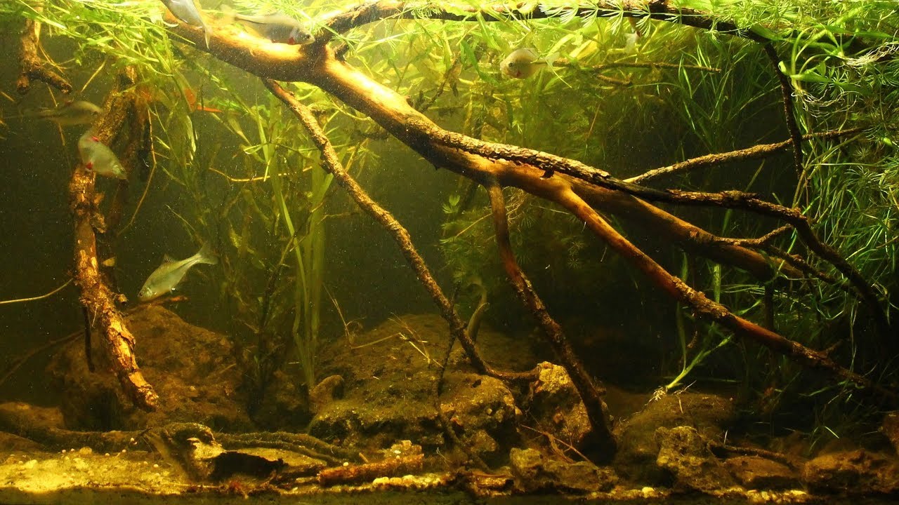 置物 PLANT BIOTOPE Vyadya_River_a_coastal_zone_Pe