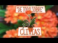 "DE TODO SOBRE" CLIVIAS | QUINDE