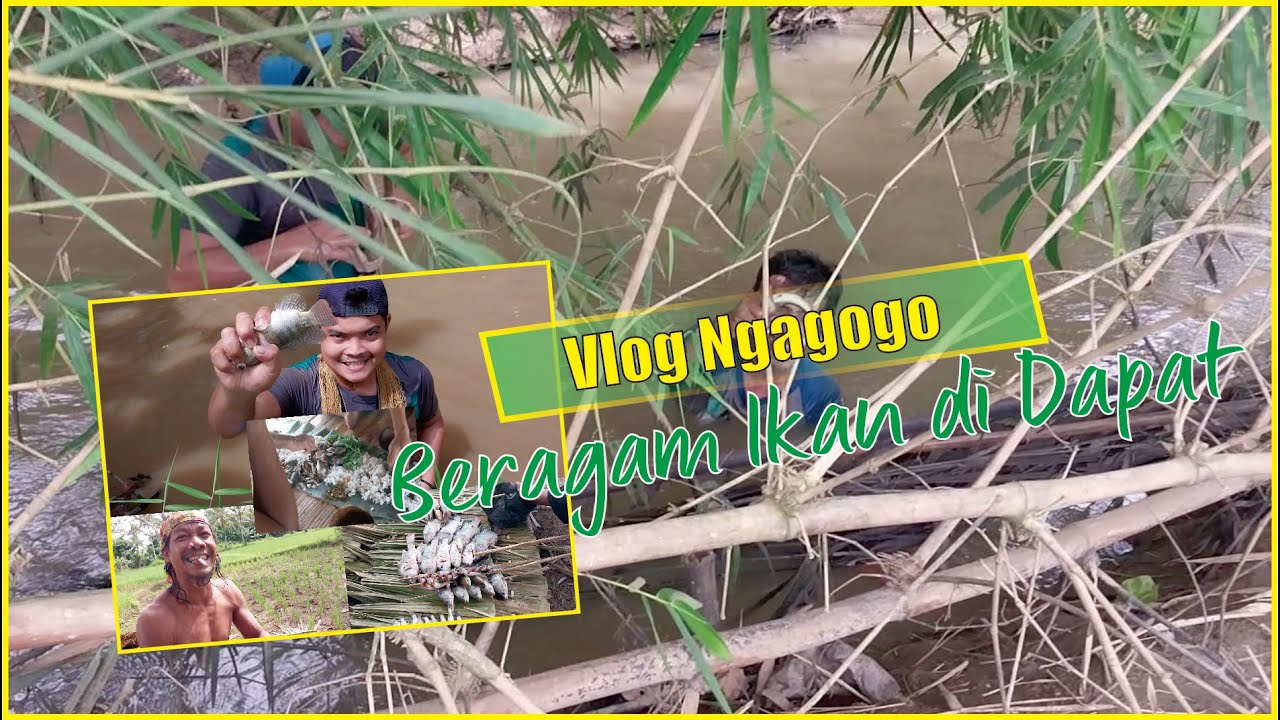 Video menangkap ikan dengan tangan kosong (ngagogo) E001 lokasi sungai