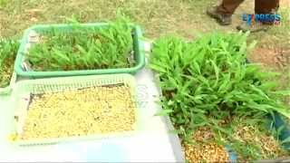 Fodder Cultivation in trey with the help of Shade Net - Paadi Pantalu