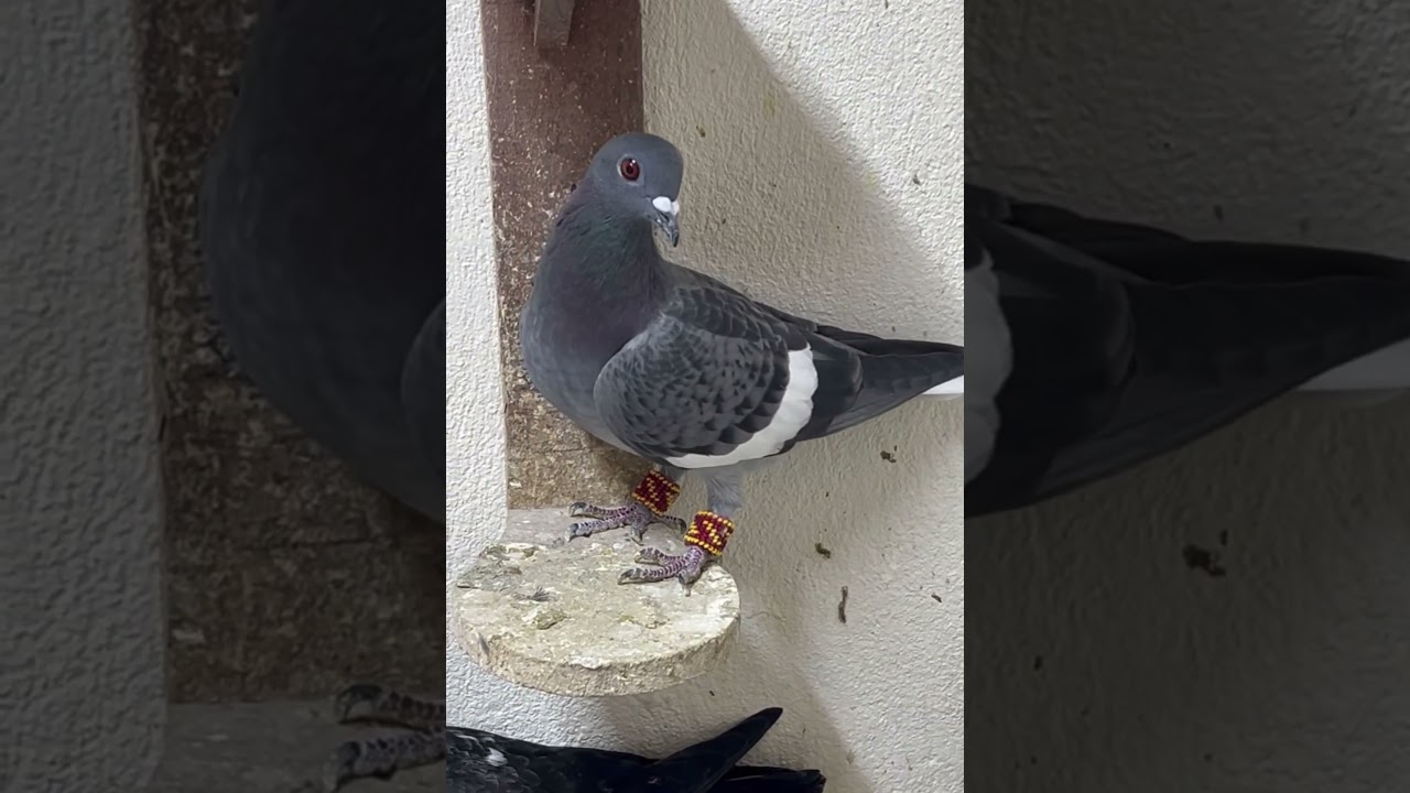 NADİR GÜVERCİNLERDEN. #güvercin #yavruhayvanlar #osmaniye #pigeon #kabootar #kuslar #birds