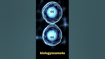 What is Mitosis? Animation