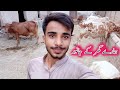 Mery Janwar or Meri Daily ki Routine