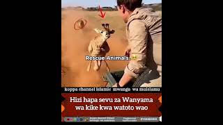 Hizi hapa sevu za Wanyama wa kike kwa watoto wao.