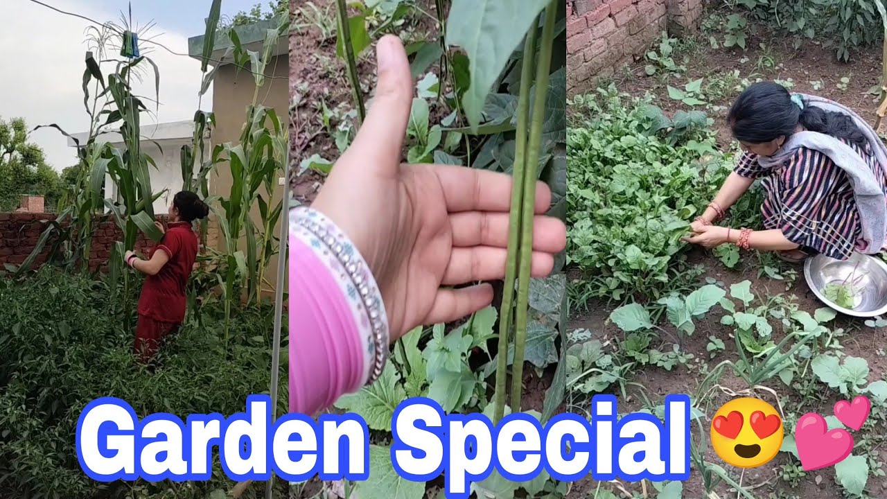 humare-garden-mein-lagi-hai-itni-sari-sabziyan-itni-lambi-beans
