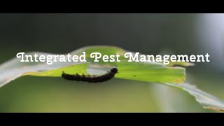 Ano ang Integrated Pest Management? Ano ang mga IPM strategies para sa fall armyworm?