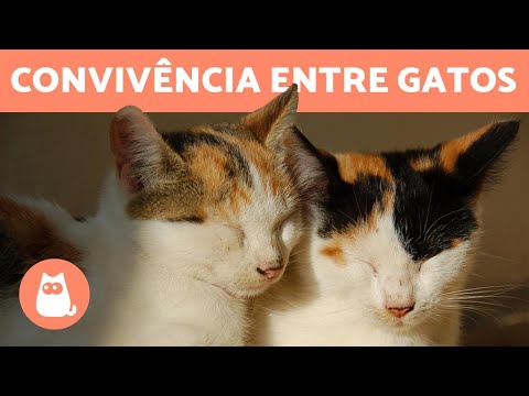 Vídeo: Como Fazer Um Gato E Um Gato Amigos