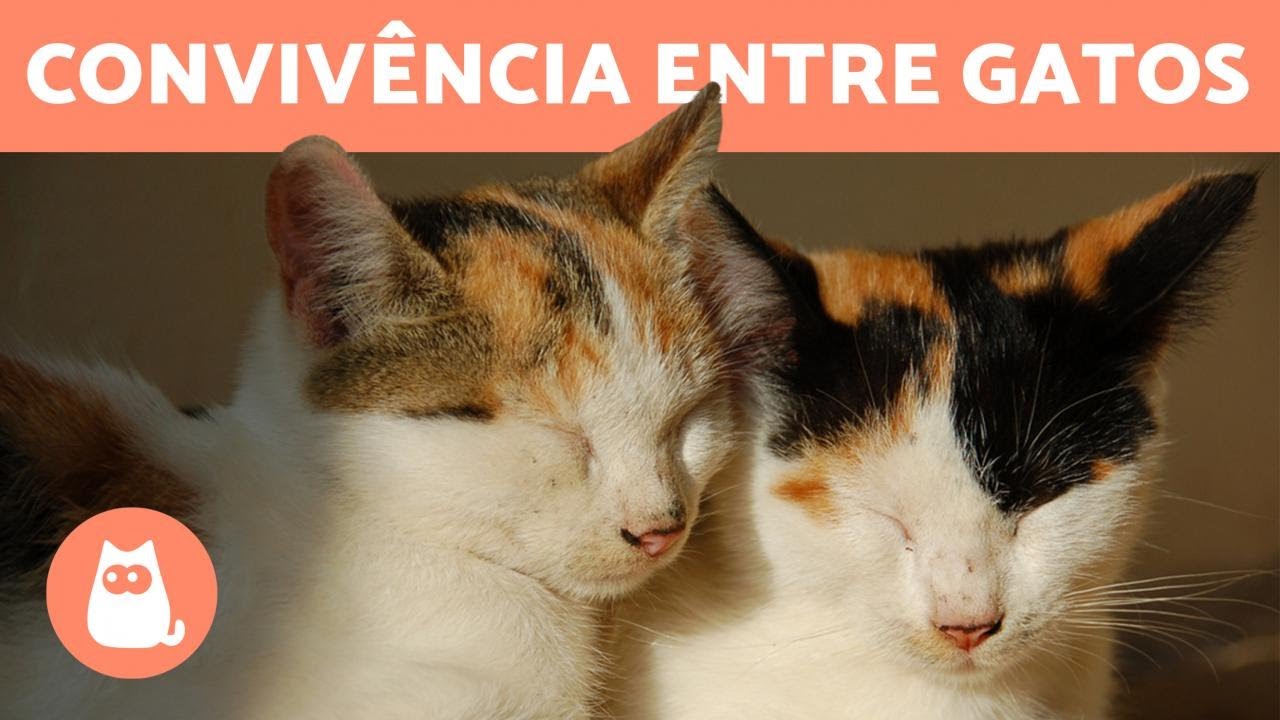 Nomes De Gatos Famosos Para Dar Ao Seu Gatinho