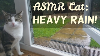 ASMR Cat: Scary Loud Heavy Relaxing Rain Storm & Thunder! [no talking] [nature] [conservatory roof]