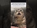 fayde me rahega#cat#shorts#memes#lofichill#cats#status#relatable#aestheic#trending#pets#funny#like
