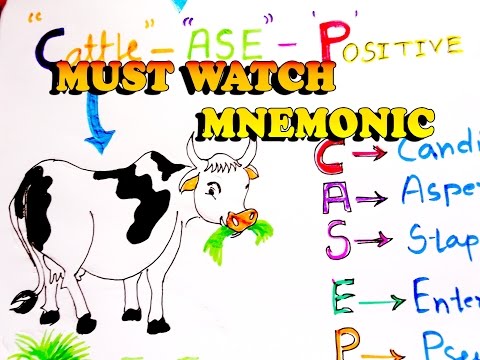 Video: Wat is die monomeer van katalase?