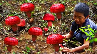 深山红菇有季期沐阳夏雨正当时承蒙大自然厚爱一口热汤暖心窝。