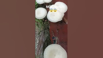 Thumbnail of MUSHROOM... outside of my house#mushroom#jungli#inrain#