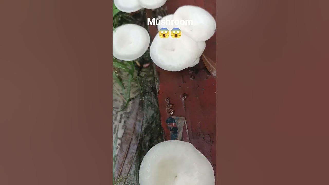 MUSHROOM... outside of my house#mushroom#jungli#inrain#