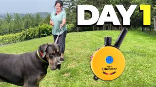 Beginner ECollar Training Tips You NEED to Know!