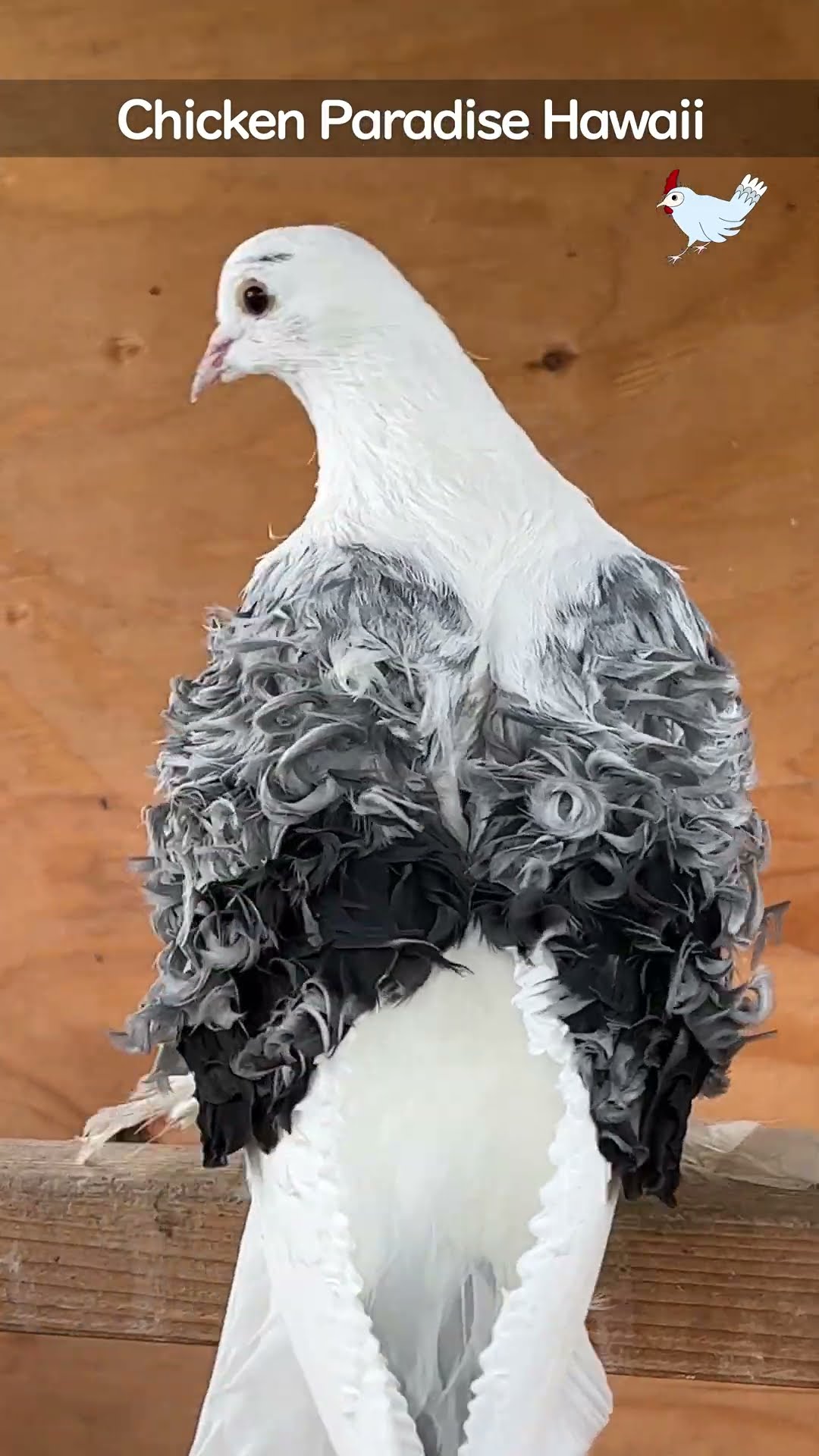 Unusual pigeons