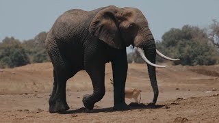 Mengenal Suara Hewan Gajah Afrika , Videos Gajah | Sound Animal